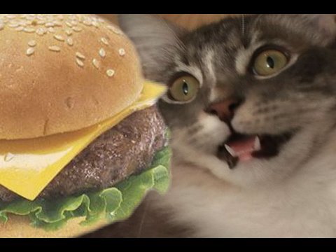 A cat asking if having börger is ok